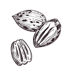 Pecans, whole pecans, split pecans, nut kernels. All objects are hand-drawn with ink. Vector illustration for printing on packaging of goods, products, cosmetics. Vector illustration