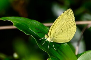 butterfly on leaf