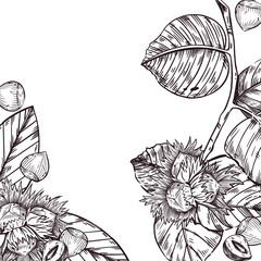 Vector frame of hazelnuts, hazelnuts, hazelnut branch with leaves, nuts in the shell and cracked nuts. All objects are hand-drawn with ink. For printing on food packaging, cosmetics, labels.