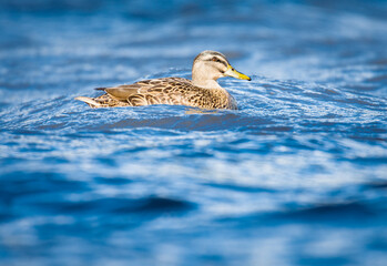 Close up of Mallard duck swimming on a pond