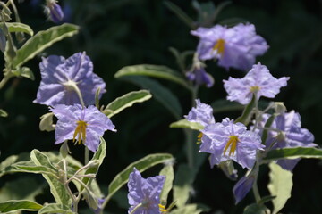 Exotic purple flowers of solanum laciniatum on dark background