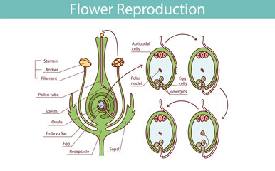 The process of transferring pollen from the anther to the stigma of another flower is pollination. Pollination vector illustration.