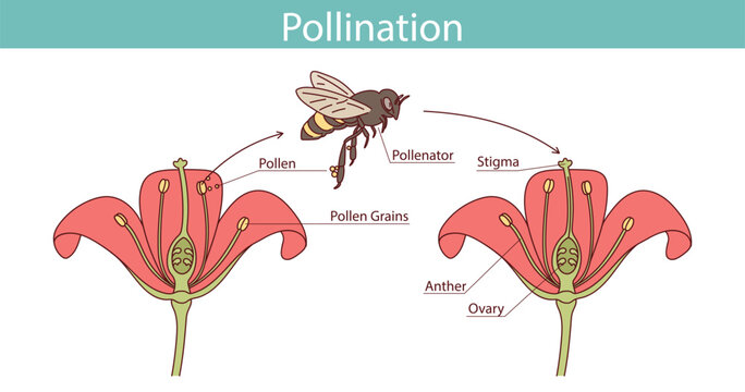 The process of transferring pollen from the anther to the stigma of another flower is pollination. Pollination vector illustration.