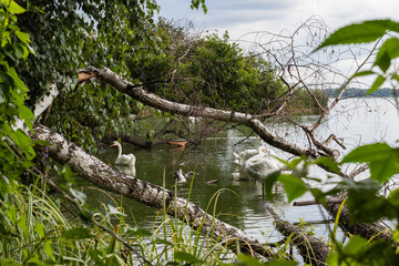 Łabędzie © Katarzyna