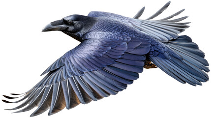 Obraz premium Raven's Majestic Flight: A captivating close-up of a raven in mid-flight, its sleek, dark feathers glistening, embodies freedom and grace in the open sky.