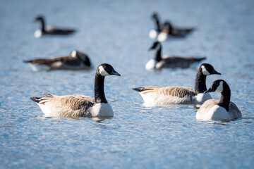 Obraz premium Group of Canada goose swimming on a lake