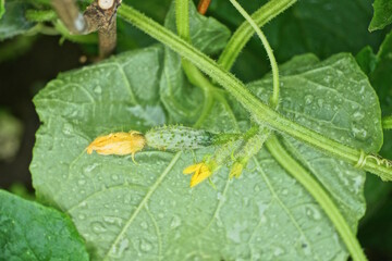 Green leaves and yellow flowers of cucumber bush on the summer garden