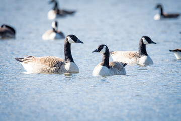 Group of Canada goose swimming on a lake