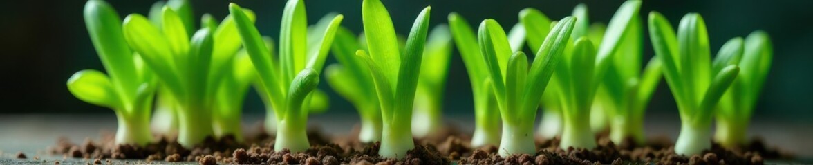 Obraz premium Vibrant green onion sprouts in glass, fresh leaves , detail, clean