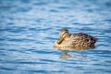 Close up of Mallard duck swimming on a pond