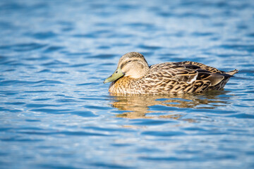 Close up of Mallard duck swimming on a pond