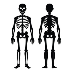 Human Skeleton Anatomy Front and Back View Illustration on White Background