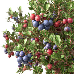 Obraz premium A close-up view of vibrant blueberries and red berries nestled among lush green leaves.