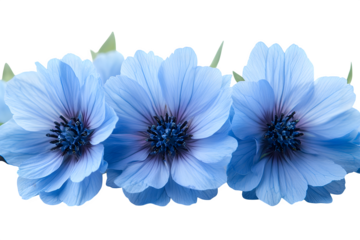 Blue cornflower bouquet isolated on white background. Studio shooting