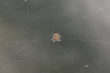 Close-up photo of a spider centered in a delicate web. The background is blurred, highlighting the...