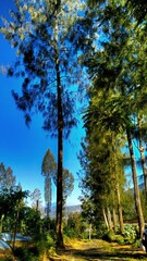 trees in the forest