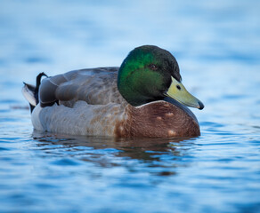 Close up of Mallard duck swimming on a pond
