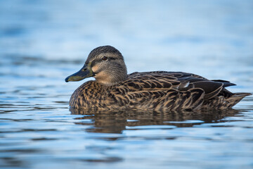 Close up of Mallard duck swimming on a pond