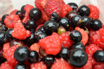 picked raspberries and black currants