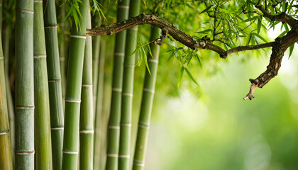 Obraz premium Serene Bamboo Grove with Lush Greenery