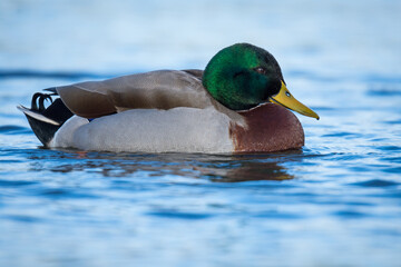 Close up of Mallard duck swimming on a pond