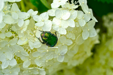 green bronze beetle (Cetoniinae) sits on a white hydrangea flower