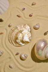 different shapes of shells on the white sand