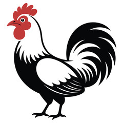 rooster isolated on white background