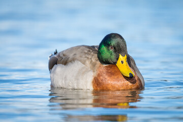 Close up of Mallard duck swimming on a pond
