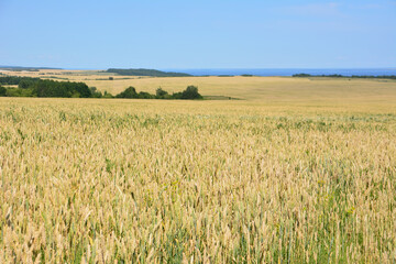 Golden Wheat Field with ripe and heavy ears of wheat Under a Blue Sky