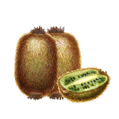 Two large whole kiwi fruits with brown skin, half of kiwi with green flesh and seeds. Watercolor hand drawn botanical clipart of ripe kiwi for design of juice, cocktail, jam, drink, food, vegetarian