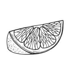 Lemon or orange slice vector illustration. Hand drawn graphic clipart of lime on white isolated background. Linear drawing of orange. Outline sketch of citrus fruit. Black line art of chopped grapefru