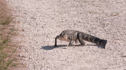 Young Alligator Walking on Rural Road