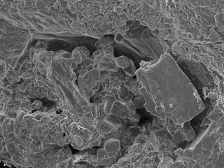 Nature under scanning electron microscope