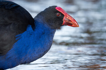 Close up of Pukeko or purple swamphen wading in lake margins among reeds