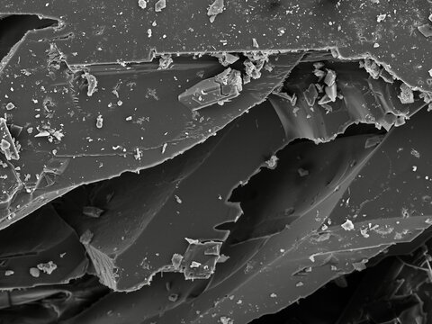 Nature under scanning electron microscope