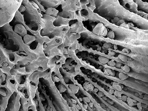 Nature under scanning electron microscope