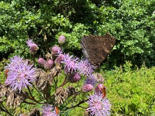 butterfly on lavender