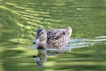 Lady Duck