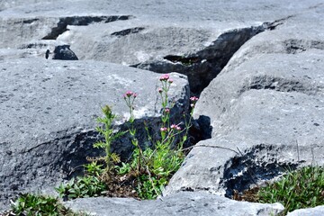 feverfoullie and the limestone pavement