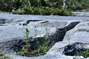 feverfoullie and the limestone pavement