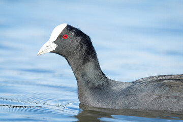 Australian Coot swimming on a pond
