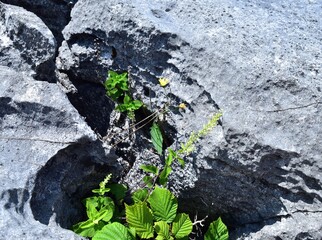 False dandelion and the limestone pavement