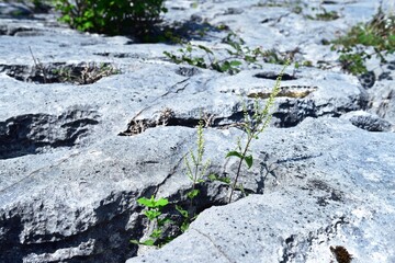 Vegetation and the limestone pavement