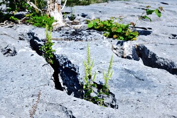 Vegetation and the limestone pavement