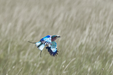 Birds on the east African savanna