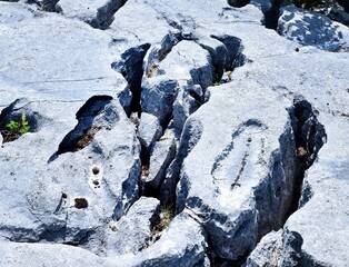Vegetation and the limestone pavement