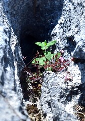Wild mint and the limestone pavement