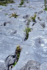 Vegetation and the limestone pavement