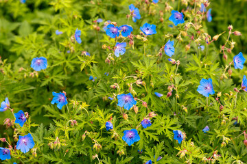 A vibrant cluster of blooming blue geranium flowers surrounded by rich green foliage. Captured in...